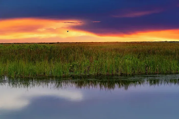 Framed Print : Florida, South Florida, Boynton Beach, Arthur R. Marshall Loxahatchee National Wildlife Refuge Framed Print : Florida, South Florida, Boynton Beach, Arthur R. Marshall Loxahatchee National Wildlife Refuge