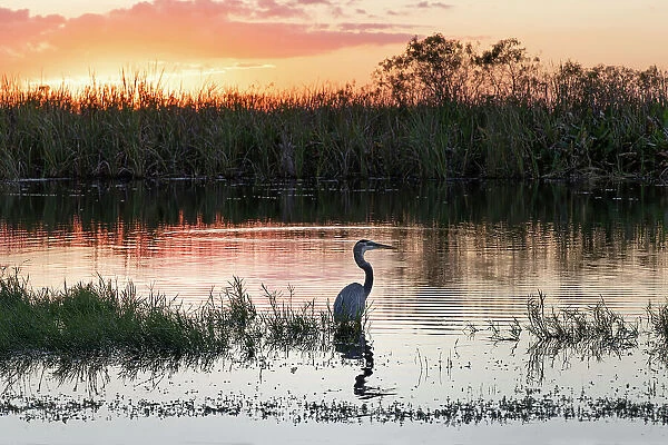 Florida, South Florida, Everglades, silhouette of the Great Blue Heron