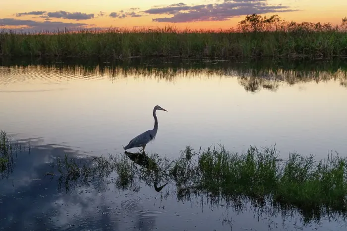 Framed Print : Florida, South Florida, Everglades, silhouette of the Great Blue Heron Framed Print : Florida, South Florida, Everglades, silhouette of the Great Blue Heron