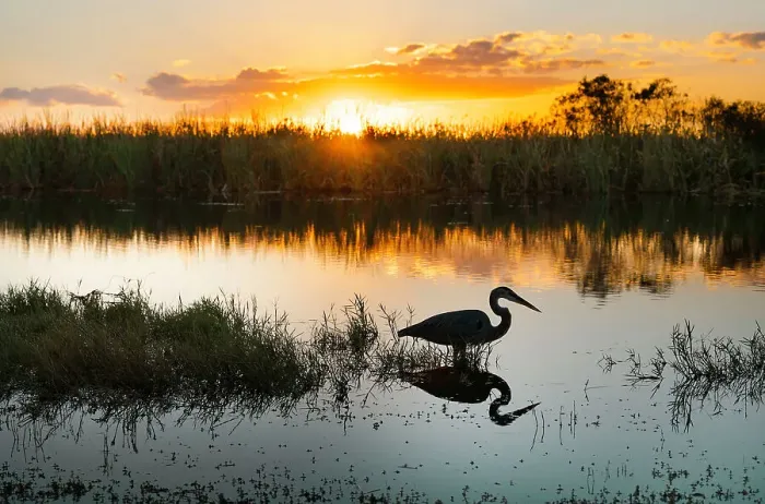 Framed Print : Florida, South Florida, Great Blue Heron at Everglades Framed Print : Florida, South Florida, Great Blue Heron at Everglades