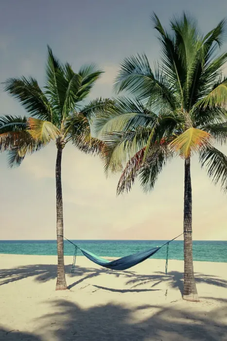 Framed Print : Florida, South Florida, Hollywood Beach, hammock hanging between two palm trees Framed Print : Florida, South Florida, Hollywood Beach, hammock hanging between two palm trees