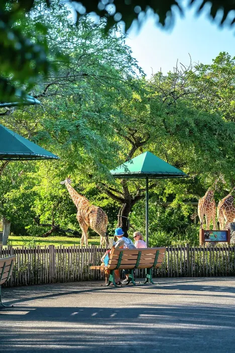 Framed Print : Florida, South Florida, Miami, Miami Zoo, Interactive Safari, Giraffe