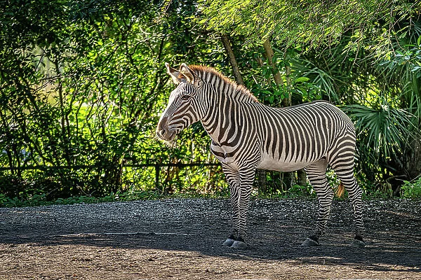 Florida, South Florida, Miami, Miami Zoo, Zebra