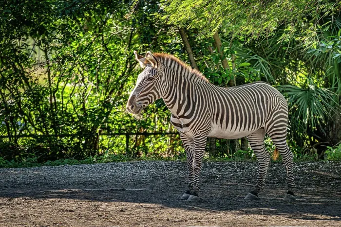 Framed Print : Florida, South Florida, Miami, Miami Zoo, Zebra Framed Print : Florida, South Florida, Miami, Miami Zoo, Zebra