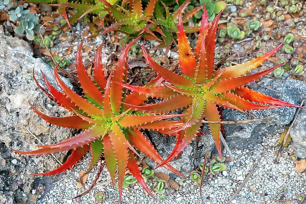 Florida, West Palm Beach, Mounts Botanical Garden, Aloe Nobilis (Gold Tooth Aloe)