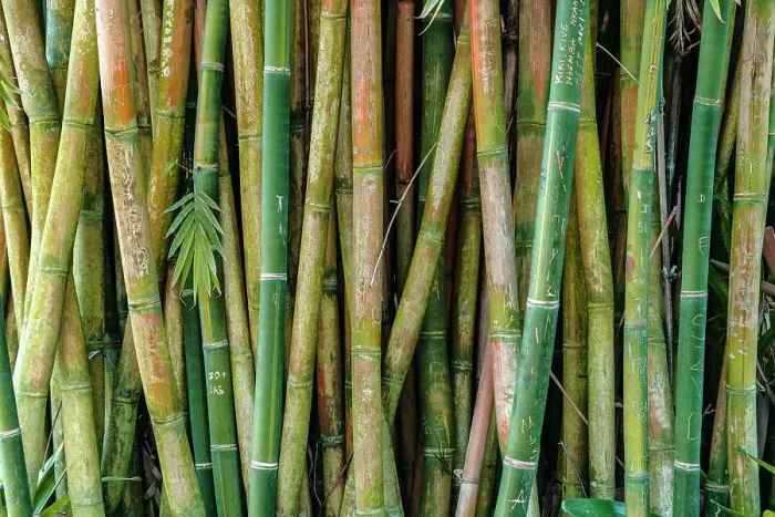 Framed Print : Florida, West Palm Beach, Mounts Botanical Garden, Bamboo Framed Print : Florida, West Palm Beach, Mounts Botanical Garden, Bamboo