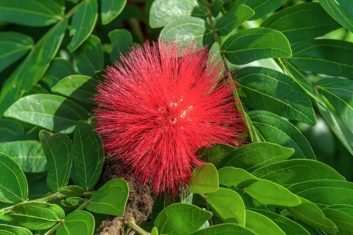 Framed Print : Florida, West Palm Beach, Mounts Botanical Garden, flowering plant called Calliandra haematocephala Framed Print : Florida, West Palm Beach, Mounts Botanical Garden, flowering plant called Calliandra haematocephala