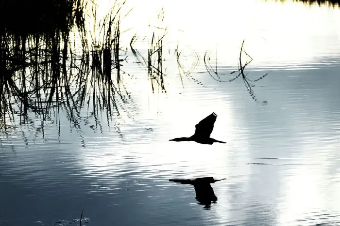 Framed Print : Flying duck with shadow over water Framed Print : Flying duck with shadow over water