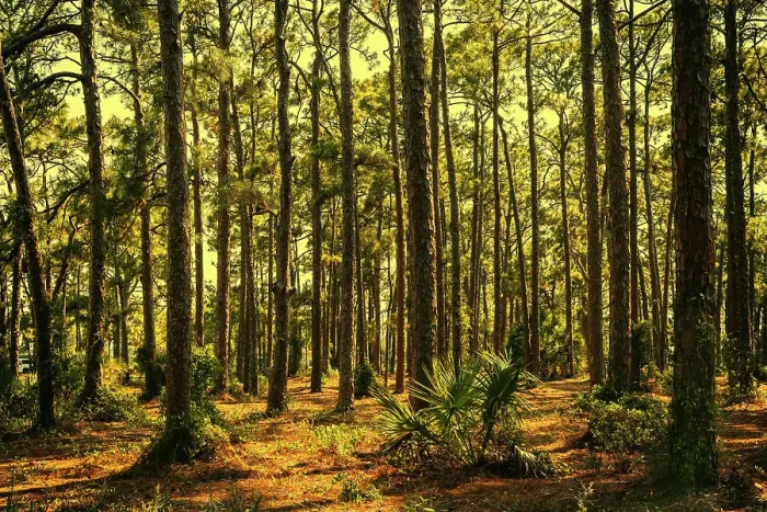 Framed Print : Forest trees at sunset Framed Print : Forest trees at sunset