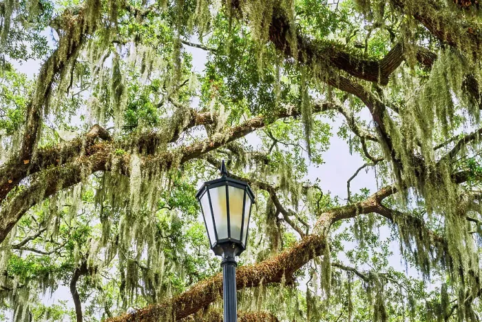 Framed Print : Georgia, Savannah, Forsyth Park Framed Print : Georgia, Savannah, Forsyth Park
