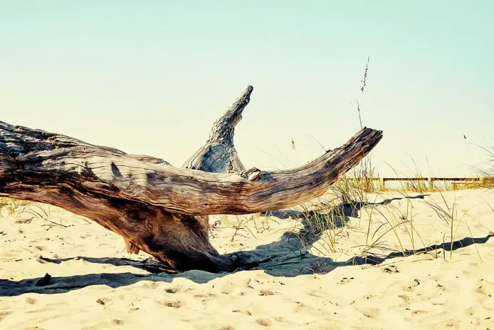 Framed Print : Georgia, Tybee Island, dead drift wood at beach Framed Print : Georgia, Tybee Island, dead drift wood at beach