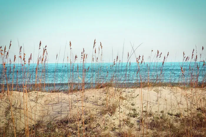 Framed Print : Georgia, Tybee Island, North Beach seen through sea oats Framed Print : Georgia, Tybee Island, North Beach seen through sea oats