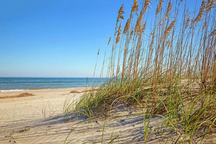 Framed Print : Georgia, Tybee Island, sea oats on beach dunes