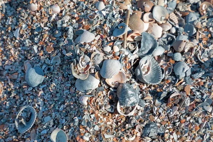 Framed Print : Georgia, Tybee Island, shells on beach Framed Print : Georgia, Tybee Island, shells on beach