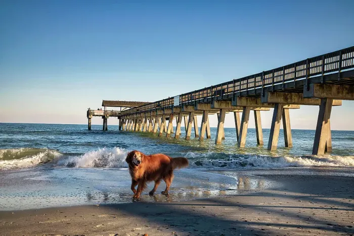 Framed Print : Georgia, Tybee Island, Tybee Pier and beach with dog