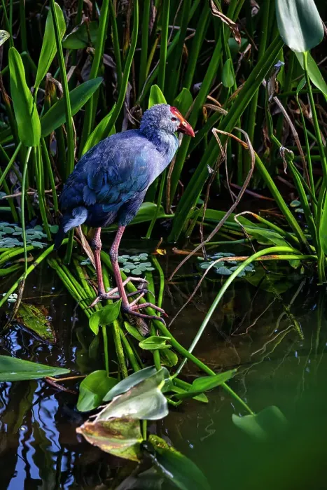 Framed Print : Gray-headed swamphen (Porphyrio poliocephalus) Framed Print : Gray-headed swamphen (Porphyrio poliocephalus)