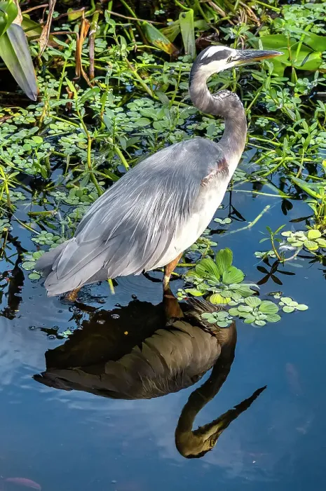 Framed Print : Great Blue Heron