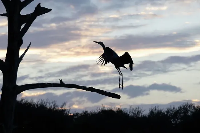Framed Print : Great Blue Heron landing on dead tree branch Framed Print : Great Blue Heron landing on dead tree branch