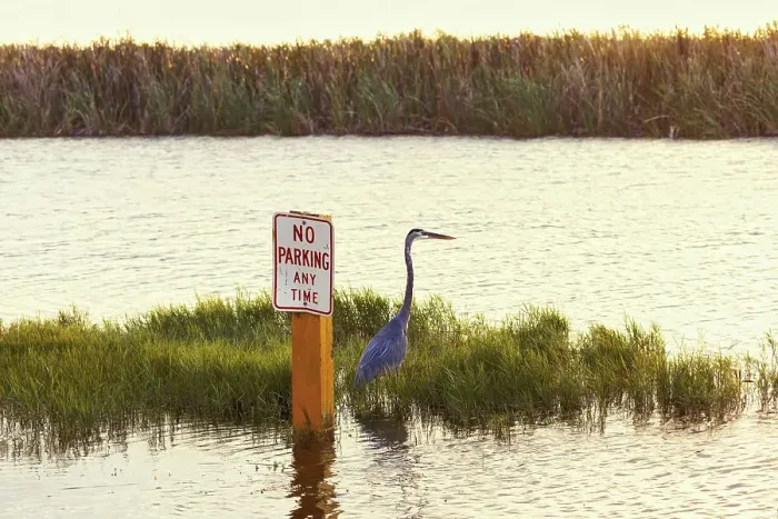Framed Print : Great Blue Heron standing next to a No Parking Any Time sign Framed Print : Great Blue Heron standing next to a No Parking Any Time sign