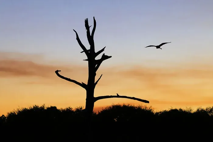 Framed Print : Three Great Blue Herons on a tree stump Framed Print : Three Great Blue Herons on a tree stump