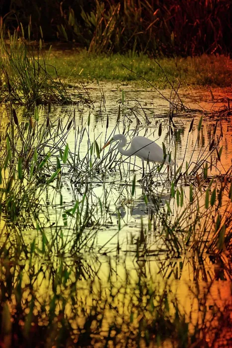Framed Print : Great Egret