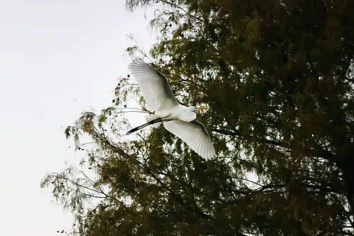 Framed Print : Great Egret flying