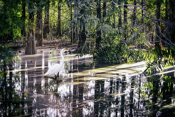Great White Egret with light reflecting over water in the woods