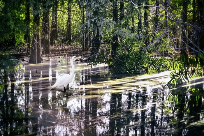Framed Print : Great White Egret with light reflecting over water in the woods