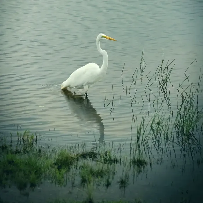Framed Print : Great White Heron in lake Framed Print : Great White Heron in lake