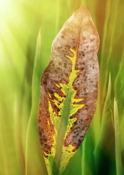 Framed Print : Green, brown, and yellow leaf on an aquatic plant