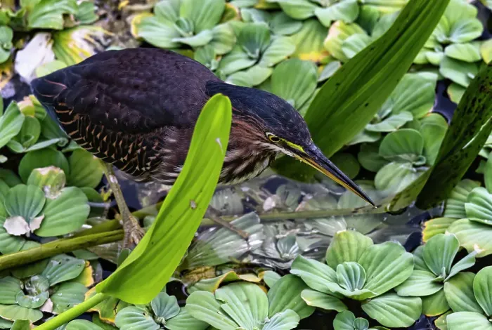 Framed Print : Green Heron camouflaged amongst aquatic plants Framed Print : Green Heron camouflaged amongst aquatic plants