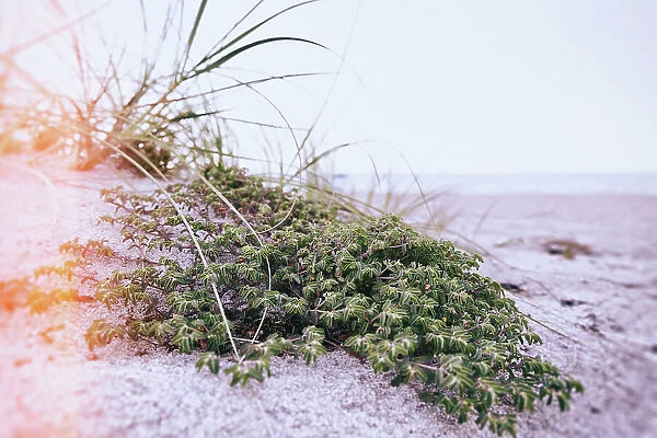 Green shrub on beach dune