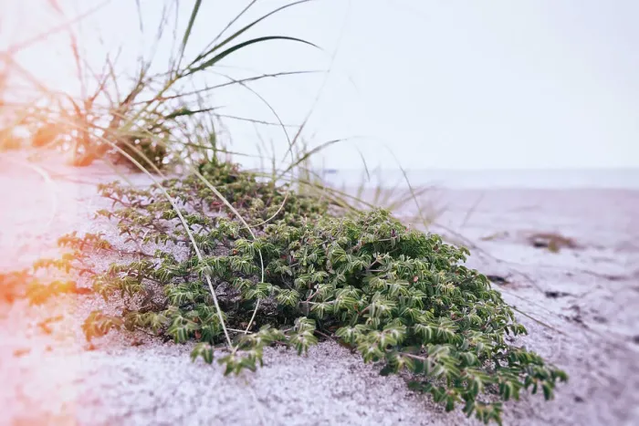 Framed Print : Green shrub on beach dune