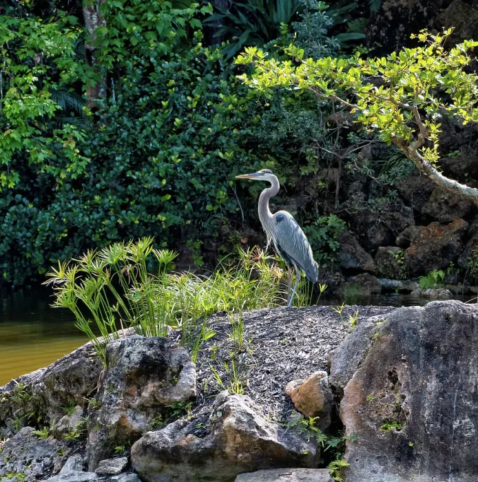 Framed Print : Grey heron
