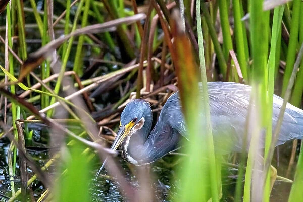 Grey Heron in wetlands