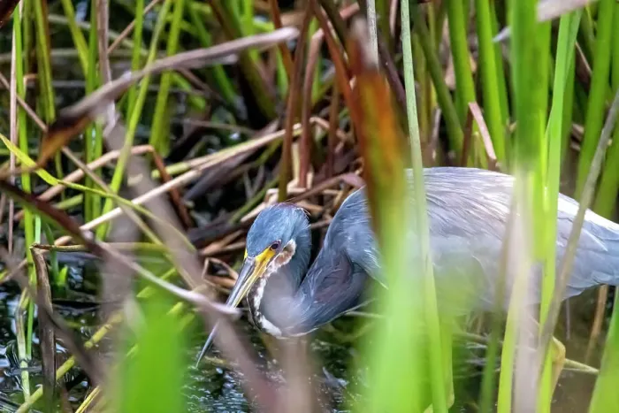 Framed Print : Grey Heron in wetlands Framed Print : Grey Heron in wetlands