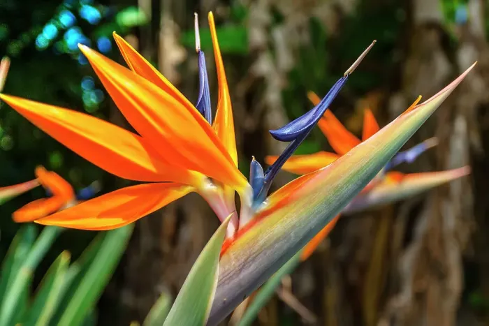 Framed Print : Hawaii, Bird of Paradise flower