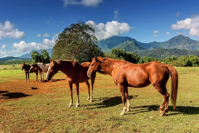 Framed Print : Hawaii, Kauai, Princeville Ranch Horseback Adventures Framed Print : Hawaii, Kauai, Princeville Ranch Horseback Adventures