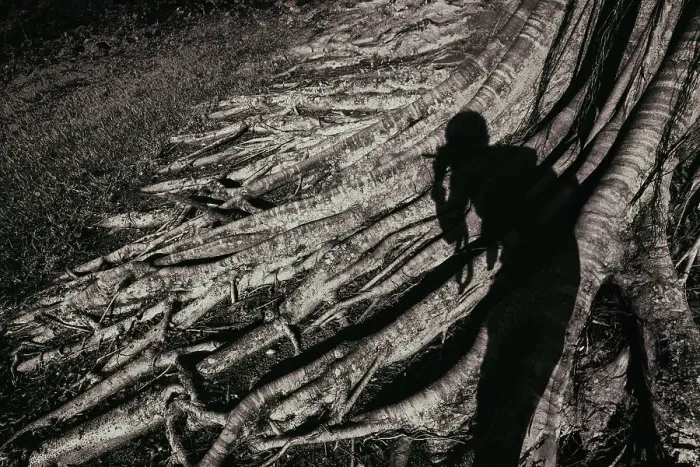 Framed Print : Human shadow over sprawling roots on a banyan tree Framed Print : Human shadow over sprawling roots on a banyan tree