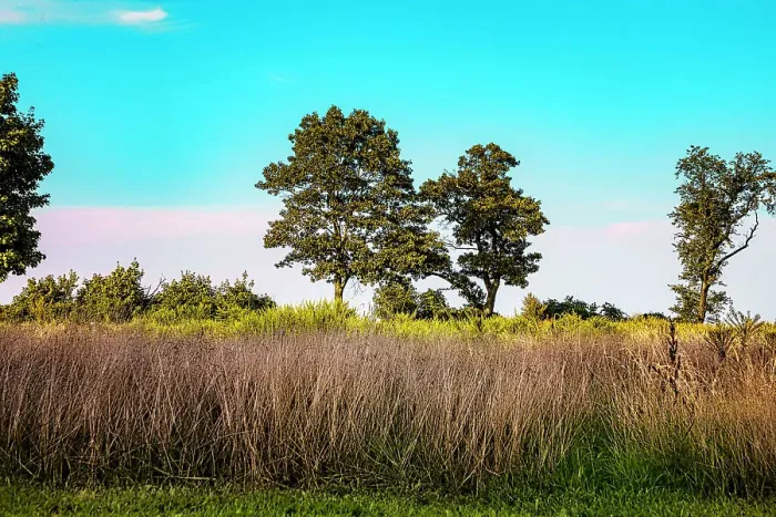 Framed Print : Landscape with trees Framed Print : Landscape with trees