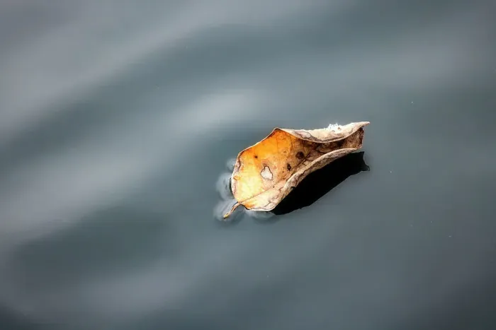Framed Print : Leaf floating on water Framed Print : Leaf floating on water