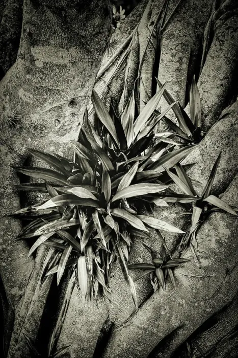 Framed Print : Leaves growing on Banyan tree Framed Print : Leaves growing on Banyan tree