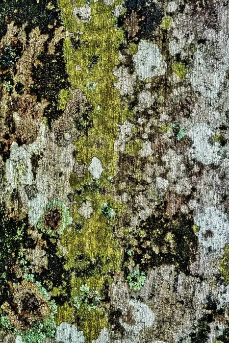 Framed Print : Lichens growing on tree