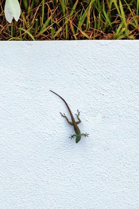 Framed Print : Lizard on white background Framed Print : Lizard on white background