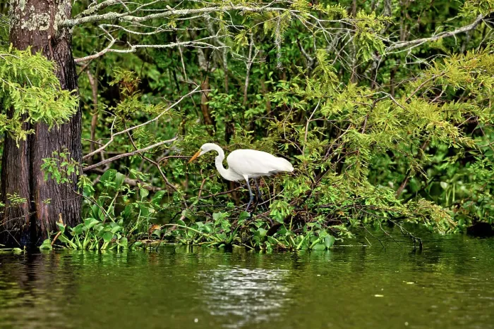 Framed Print : Louisiana, The Atchafalaya Basin, Great White Egret Framed Print : Louisiana, The Atchafalaya Basin, Great White Egret