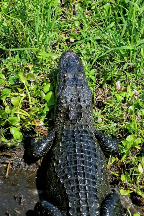 Framed Print : Louisiana, Cajun Swamp Experience, Alligator Framed Print : Louisiana, Cajun Swamp Experience, Alligator
