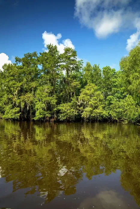 Framed Print : Louisiana, Louisiana's Swamp landscape Framed Print : Louisiana, Louisiana's Swamp landscape