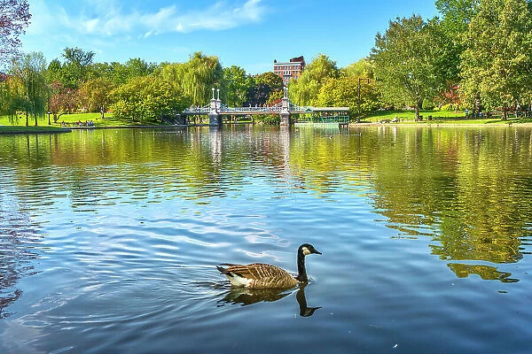 Massachusetts, Boston, Boston Public Garden with swan in foreground