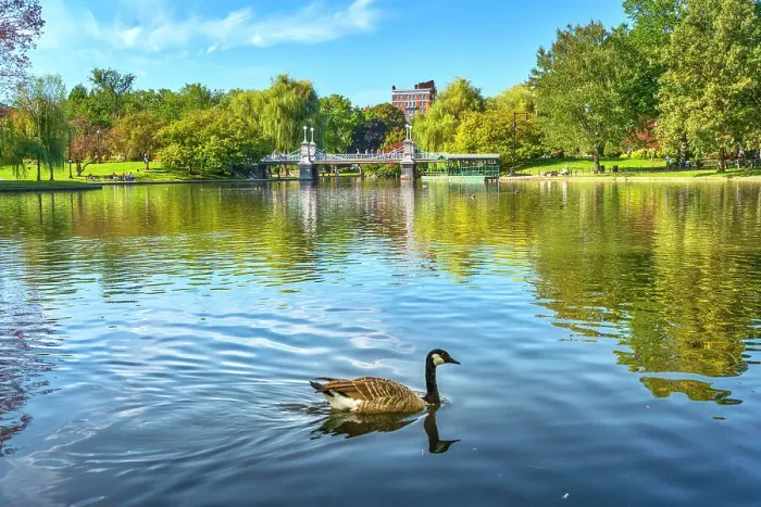 Framed Print : Massachusetts, Boston, Boston Public Garden with swan in foreground Framed Print : Massachusetts, Boston, Boston Public Garden with swan in foreground