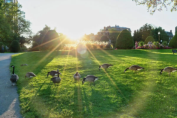 Massachusetts, Boston, Public Garden, Geese